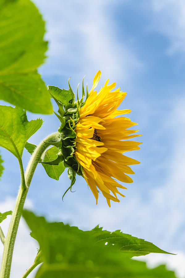 Sunflower #4 Photograph by Michael Goyberg