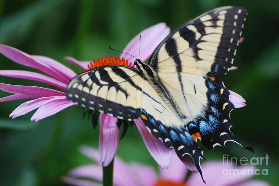 Swallowtail Butterfly #4 Photograph by Lila Fisher-Wenzel