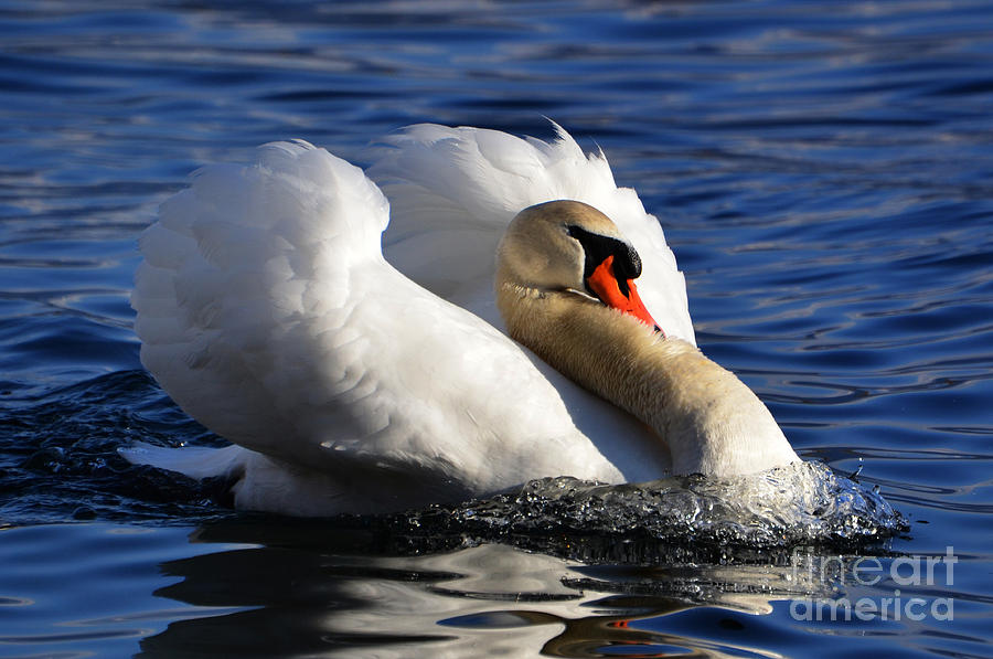 Swan #4 Photograph by Mats Silvan