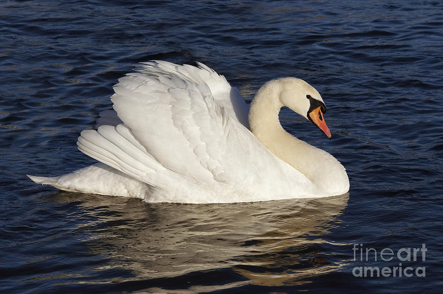 Nature Photograph - Swan #4 by Michal Boubin