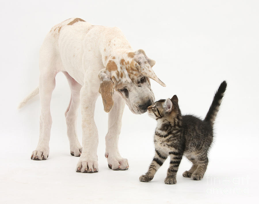 Tabby Kitten & Great Dane Pup #4 Photograph by Mark Taylor