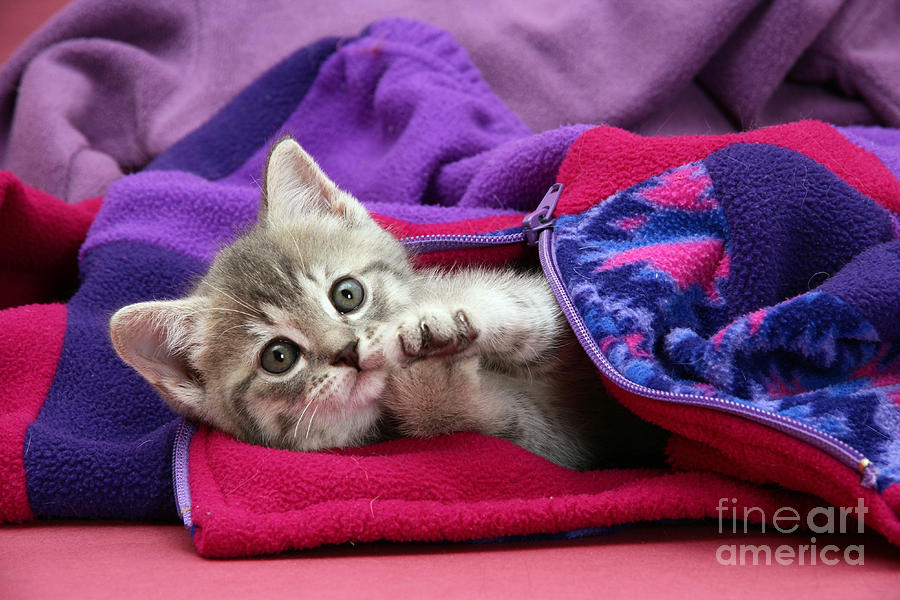 Animal Photograph - Tabby Kitten #4 by Jane Burton