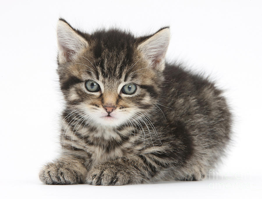 Tabby Kitten Photograph by Mark Taylor - Fine Art America