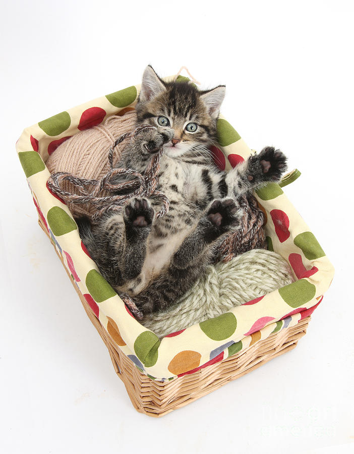 kitten playing with wool