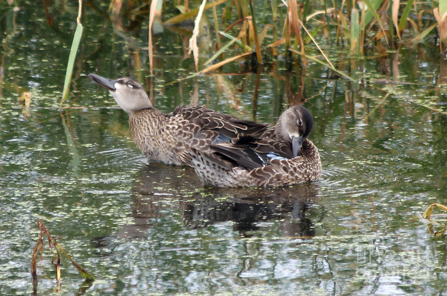 Teal ducks Photograph by Lori Tordsen - Fine Art America