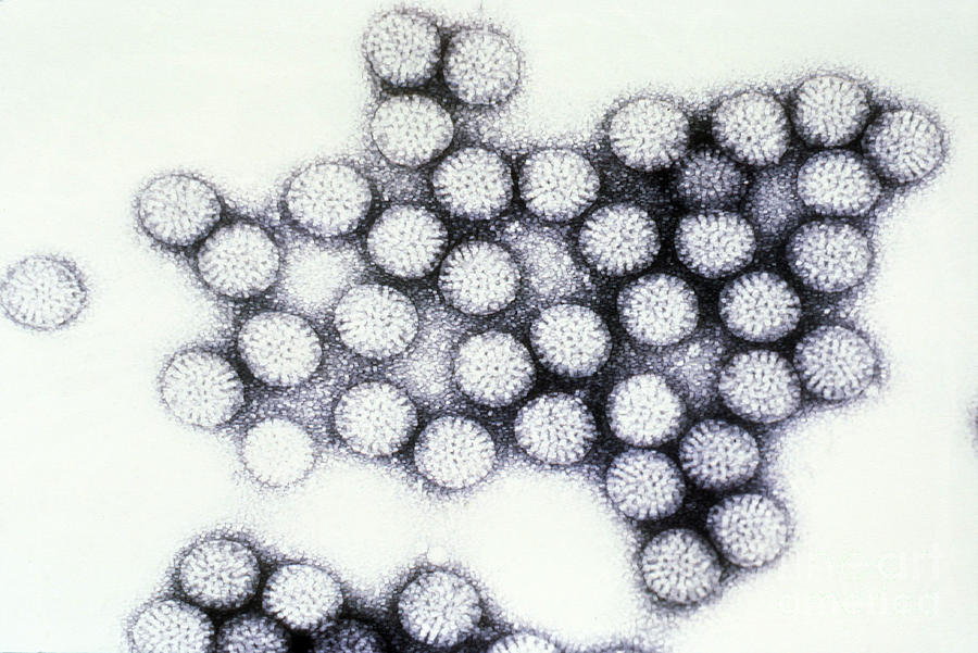 Tem Of Rotavirus #4 Photograph by Science Source