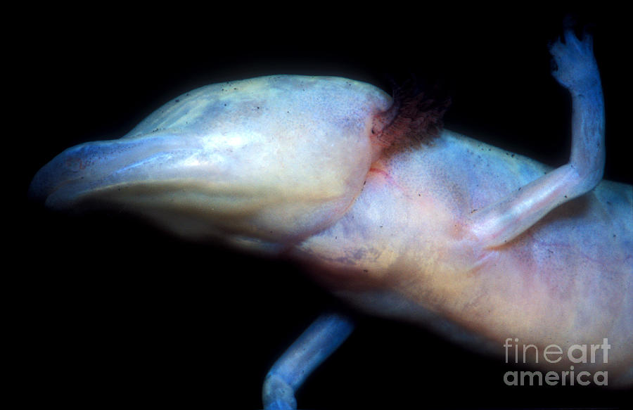Animal Photograph - Texas Blind Salamander #4 by Dante Fenolio