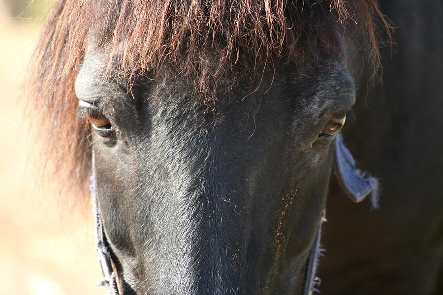 The Beauty Of The Horses Photograph by Valia Bradshaw - Fine Art America