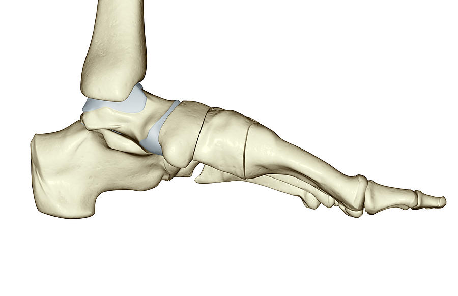 The Bones Of The Foot #4 Digital Art by MedicalRF.com