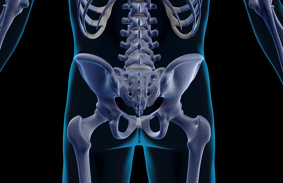 The Bones Of The Lower Body #4 Digital Art by MedicalRF.com