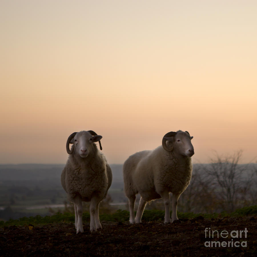 Sheep Photograph - The Lamb #4 by Ang El