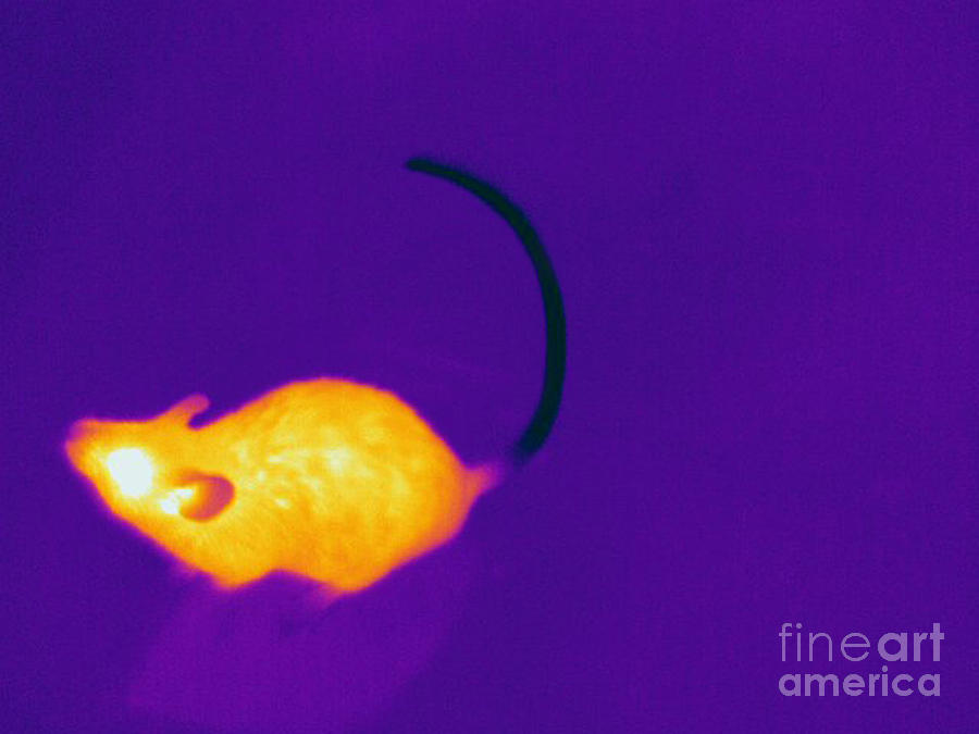 Thermogram Of A Mouse #4 Photograph by Ted Kinsman