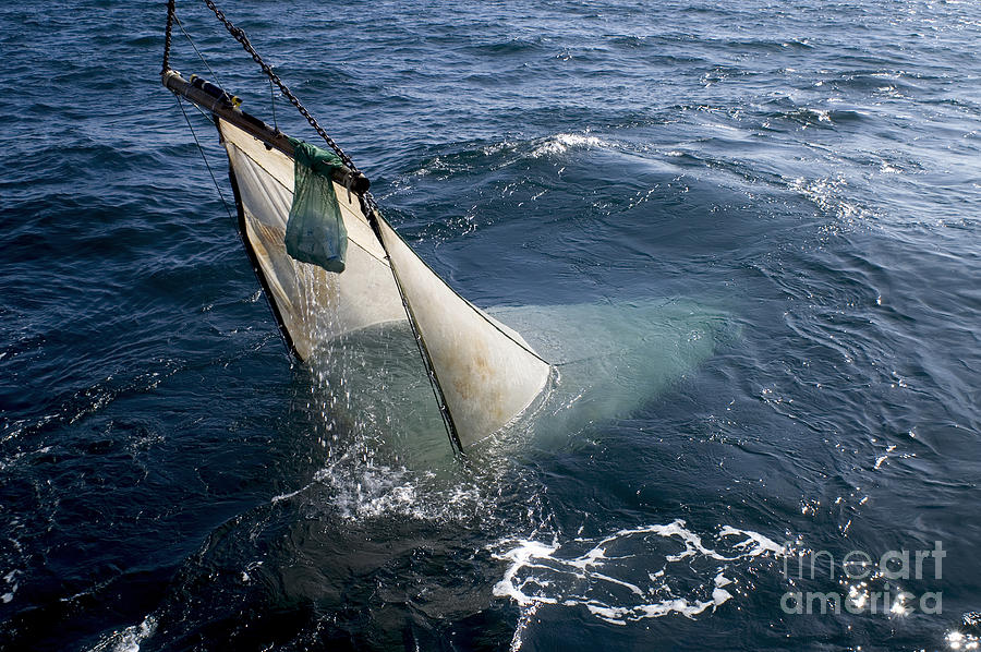 Trawling For Marine Life #4 Photograph by Dante Fenolio