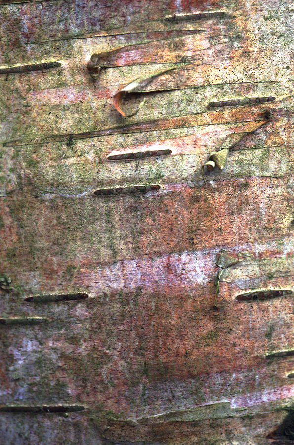 Tree Bark #4 Photograph by John Foxx