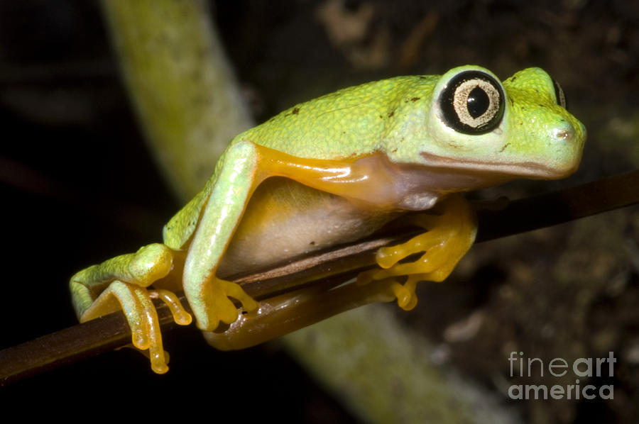 Tree Frog #4 Photograph by Dante Fenolio
