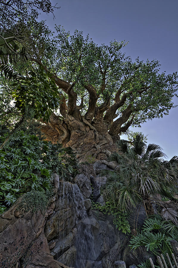 Tree Of Life HDR #4 Photograph by Jason Blalock