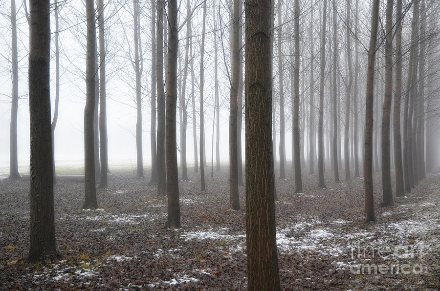 Tree Photograph - Trees with fog #4 by Mats Silvan