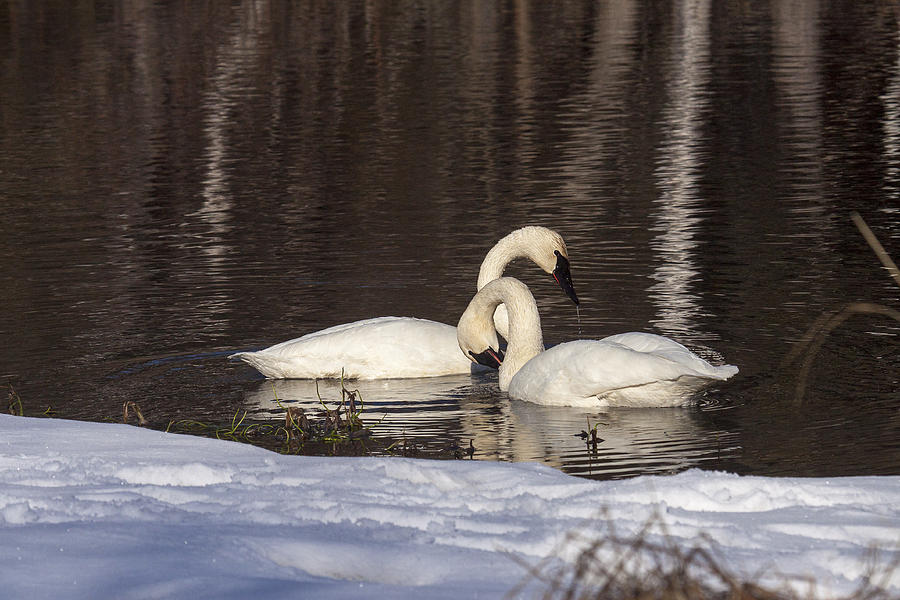 Swan Photograph - Trumpeter Swans #4 by Doug Lloyd