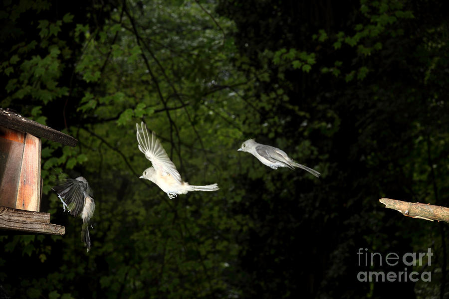 Titmouse Photograph - Tufted Titmouse In Flight #4 by Ted Kinsman