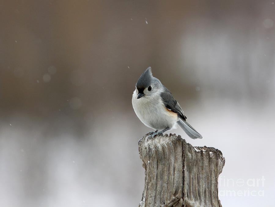 Tufted Titmouse #4 Photograph by Jack R Brock