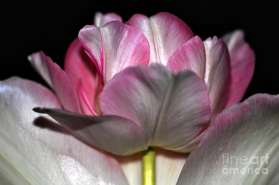 Tulipe #3 Photograph by Sylvie Leandre
