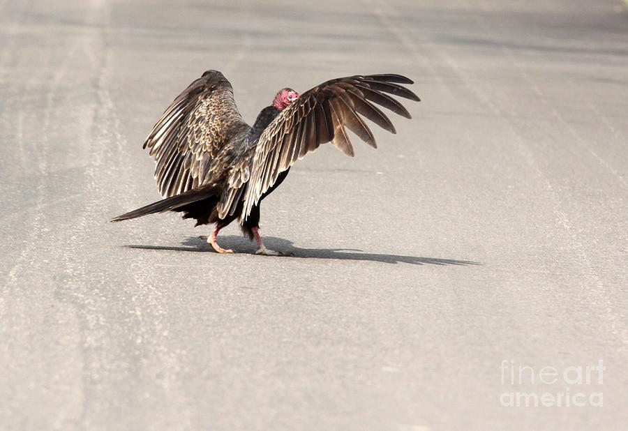 Turkey Vulture #4 Photograph by Jack R Brock