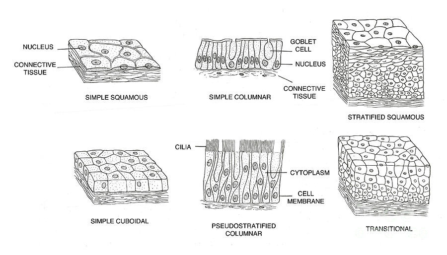 Science Photograph - Types Of Epithelial Cells #4 by Science Source