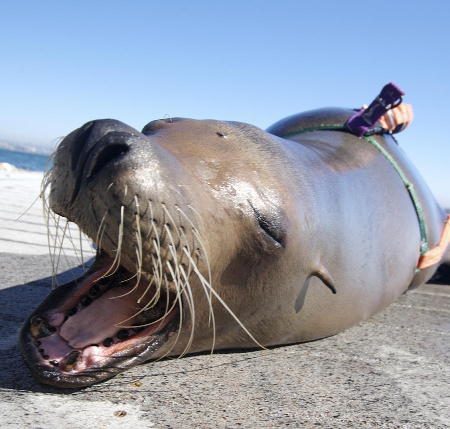 Us Navy California Sea Lion Photograph by Louise Murray