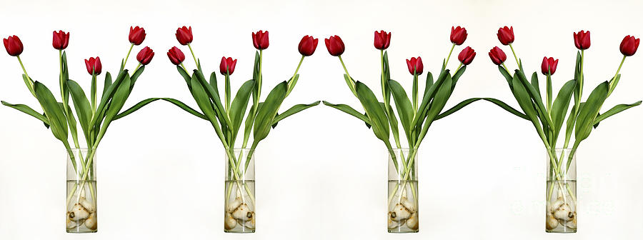 4 Vases Of Tulips  Photograph by Eyal Fischer