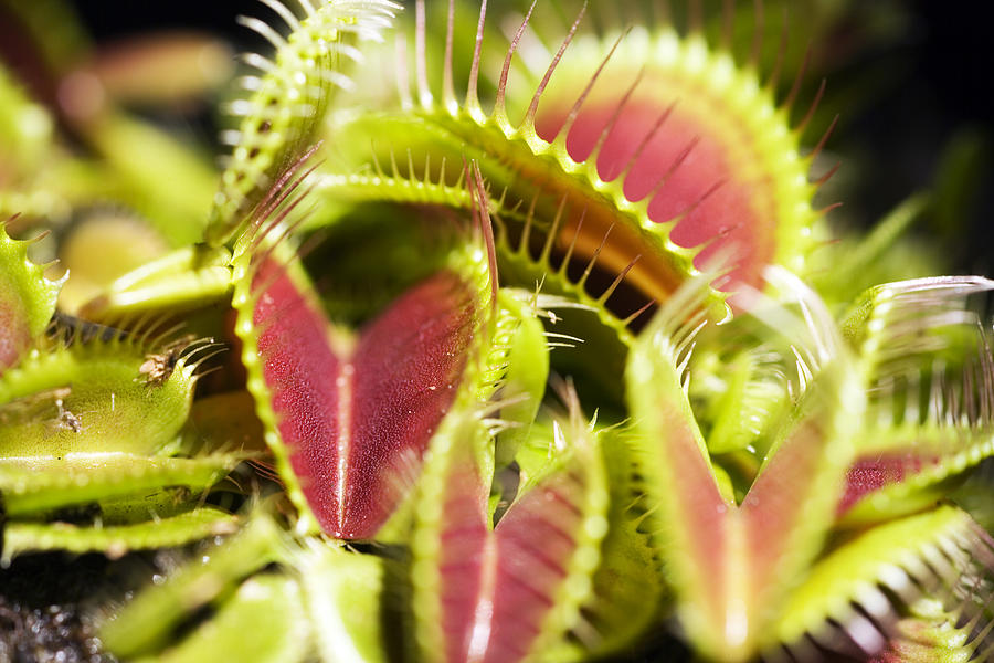 Venus Flytrap (dionaea Muscipula) by Pasieka.