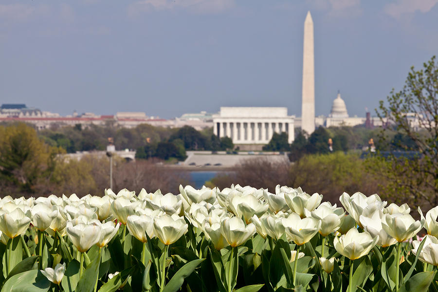 Flower Photograph - Washington DC Skyline with Lincoln Memorial Washington Monument #4 by Dasha Rosato