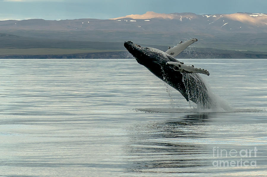Whale Jumping #4 Photograph by Jorgen Norgaard