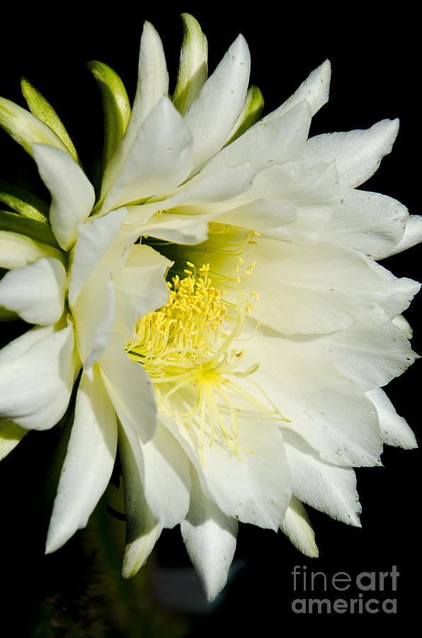 Flowers Still Life Photograph - White cactus flower #4 by Jim And Emily Bush
