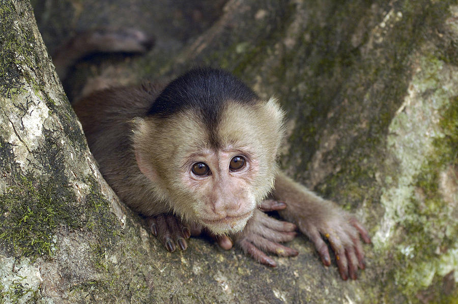 White-fronted Capuchin Cebus Albifrons #4 Photograph by Pete Oxford