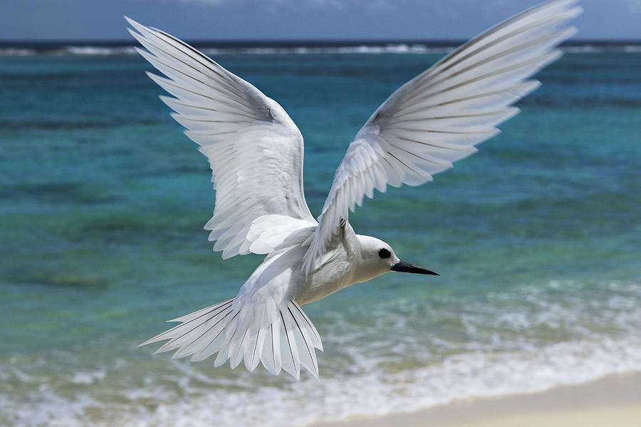 White Tern Flying Midway Atoll Hawaiian #4 Photograph by Sebastian Kennerknecht