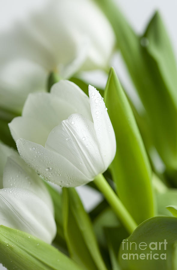 Easter Photograph - White Tulips #4 by Nailia Schwarz