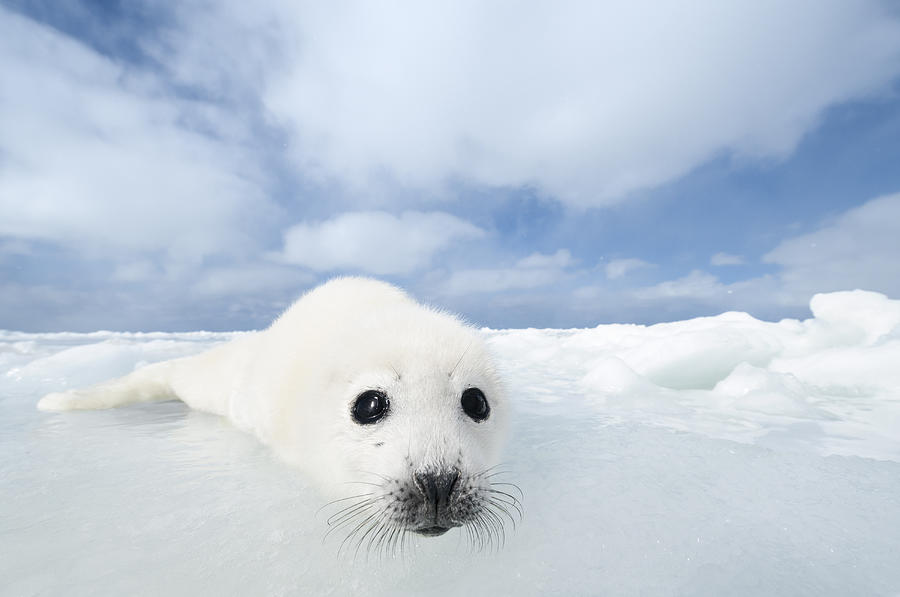 Whitecoat Harp Seal Pup Photograph by Daisy Gilardini