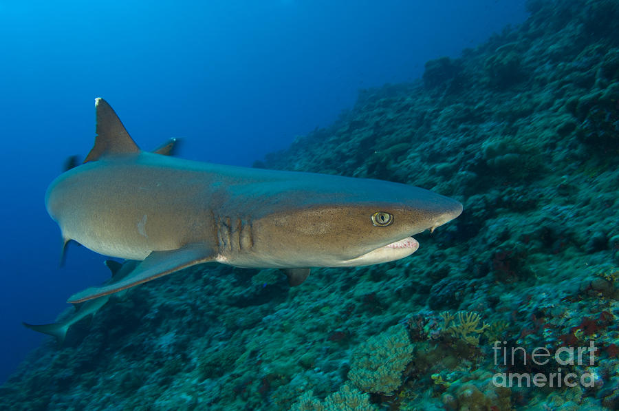 Whitetip Reef Shark, Kimbe Bay, Papua #4 Photograph by Steve Jones