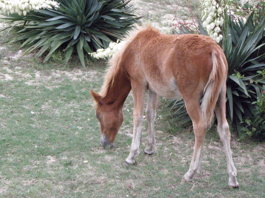 Wild Spanish Mustang foal of the Outer Banks of North Carolina #4 Photograph by Kim Galluzzo