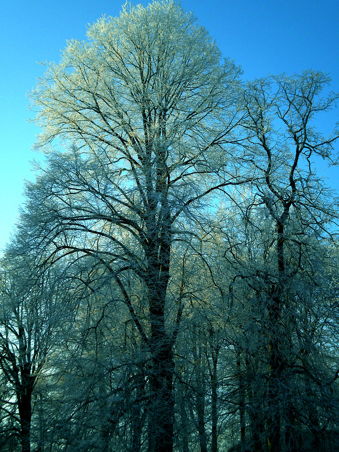 Winter in Denmark #4 Photograph by Colette V Hera Guggenheim