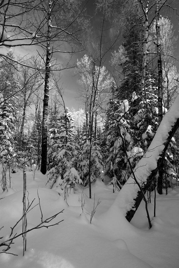 Winter Wonderland #4 Photograph by Rick Rauzi