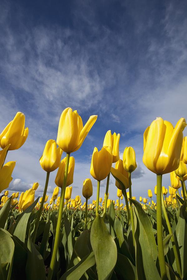 Spring Photograph - Woodburn, Oregon, United States Of #4 by Craig Tuttle