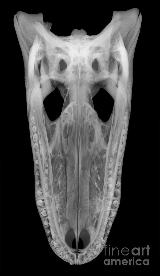 X-ray Of American Alligator #4  by Ted Kinsman