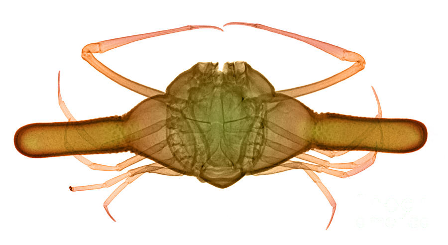 Animal Photograph - X-ray Of Deep Water Crab #5 by Ted Kinsman