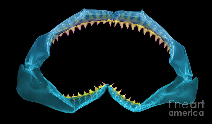 X-ray Of Shark Jaws #1 Photograph by Ted Kinsman