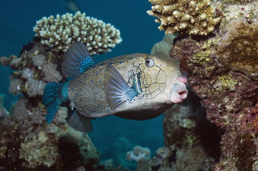 Yellow Boxfish Photograph by Georgette Douwma - Fine Art America