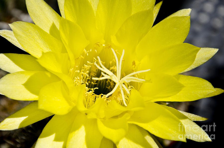 Spring Photograph - Yellow cactus flower #4 by Jim And Emily Bush