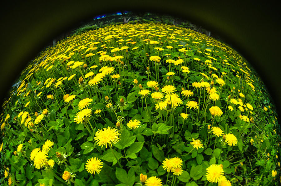 Yellow dandelions #4 Photograph by Michael Goyberg