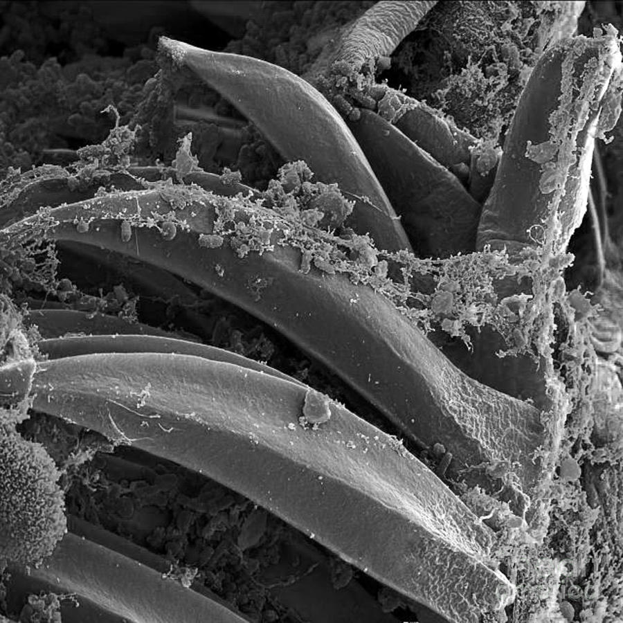 Yersinia Pestis Bacteria, Sem #4 Photograph by Science Source