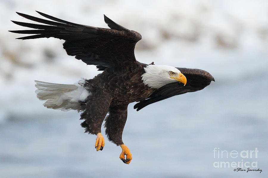 Bald Eagle #40 Photograph by Steve Javorsky